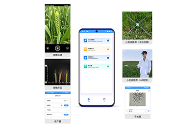 宿迁市小麦亩穗数分析仪IN-XM02
