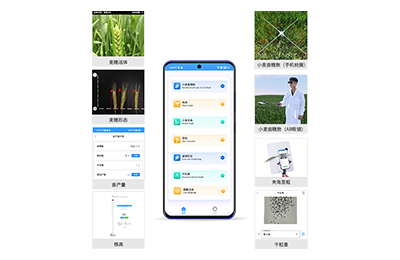 宿迁市小麦表型测量仪IN-XM05